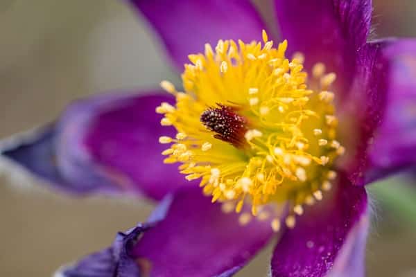 Tackle Allergies This Spring