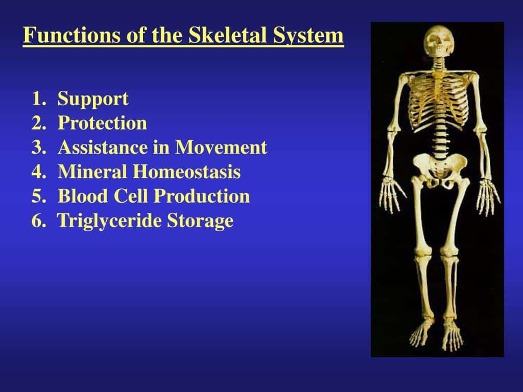 Bones, Joints, And Beyond: A Deep Dive Into Skeletal Health