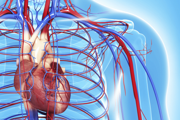 Functions Of Your Muscular System